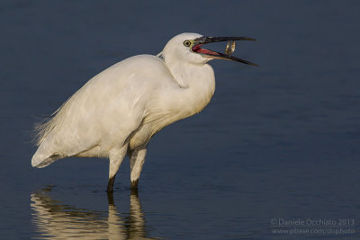 Little Egret (Egretta garzetta)