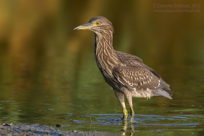 Night Heron (Nycticorax nycticorax)