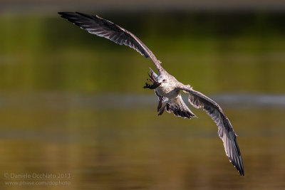 Yellow-legged Gull (Larus michahellis)