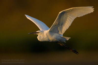 Little Egret (Egretta garzetta)