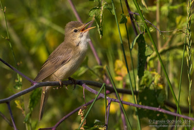 Marsh Warbler (Acrocephalus palustris)