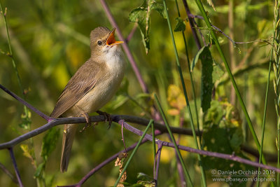 Marsh Warbler (Acrocephalus palustris)