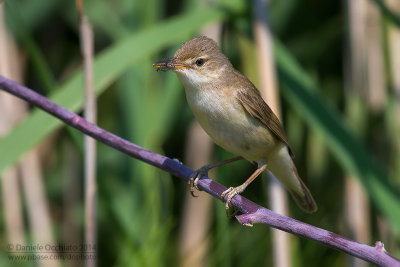 Marsh Warbler (Acrocephalus palustris)