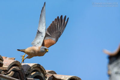 Lesser Kestrel (Falco naumanni)