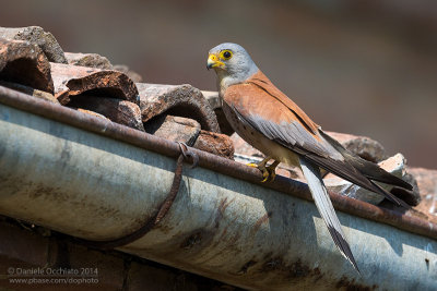 Lesser Kestrel (Falco naumanni)