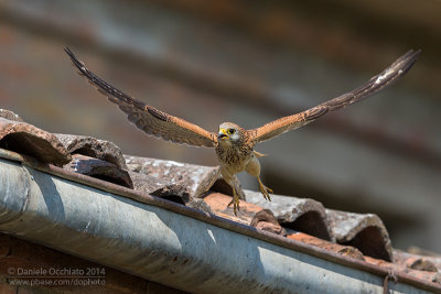 Lesser Kestrel (Falco naumanni)