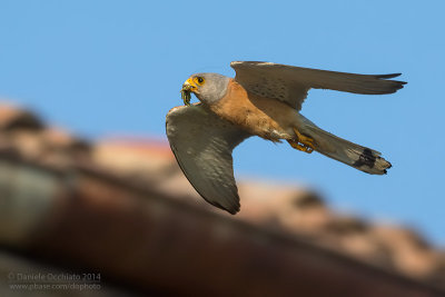Lesser Kestrel (Falco naumanni)