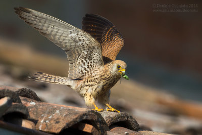 Lesser Kestrel (Falco naumanni)