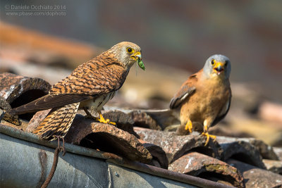 Lesser Kestrel (Falco naumanni)