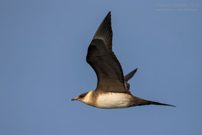 Arctic Skua (Stercorarius parasiticus)