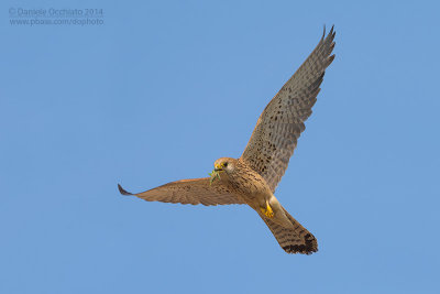 Lesser Kestrel (Falco naumanni)