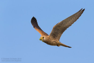 Lesser Kestrel (Falco naumanni)