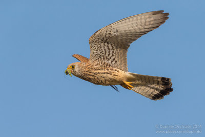 Lesser Kestrel (Falco naumannii)