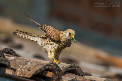 Lesser Kestrel (Falco naumannii)