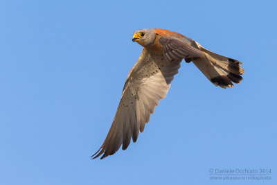 Lesser Kestrel (Falco naumannii)