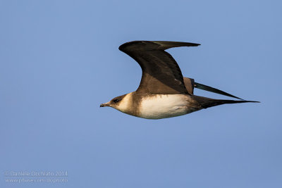 Arctic Skua (Stercorarius parasiticus)