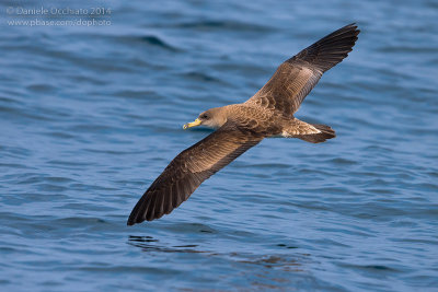 Scopoli's Shearwater (Calonectris diomedea diomedea)