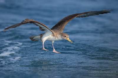 Scopoli's Shearwater (Calonectris diomedea diomedea)