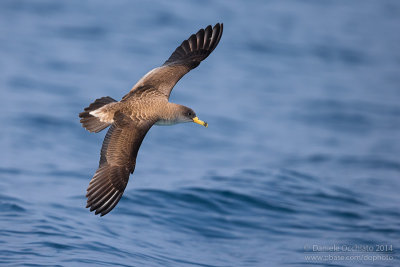 Scopolis Shearwater (Calonectris diomedea diomedea)