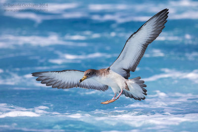 Scopoli's Shearwater (Calonectris diomedea diomedea)