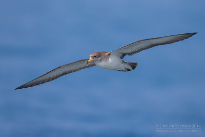 Scopoli's Shearwater (Calonectris diomedea diomedea)