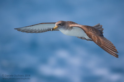 Scopoli's Shearwater (Calonectris diomedea diomedea)