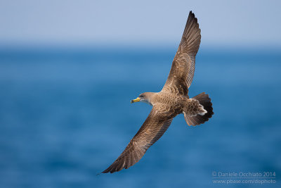 Scopoli's Shearwater (Calonectris diomedea diomedea)