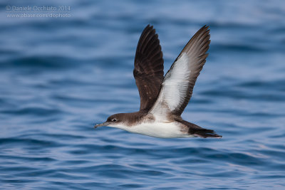 Yelkouan Shearwater (Puffinus yelkouan)