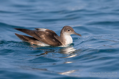 Yelkouan Shearwater (Puffinus yelkouan)