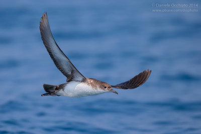 Yelkouan Shearwater (Puffinus yelkouan)