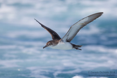 Yelkouan Shearwater (Puffinus yelkouan)