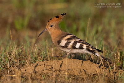 Hoopoe (Upupa epops)