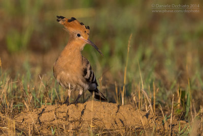 Hoopoe (Upupa epops)