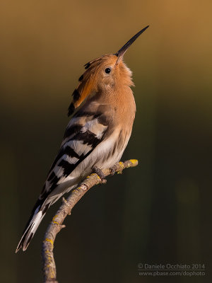 Hoopoe (Upupa epops)