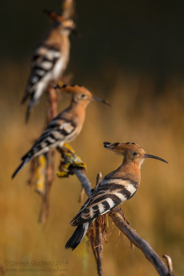 Hoopoe (Upupa epops)