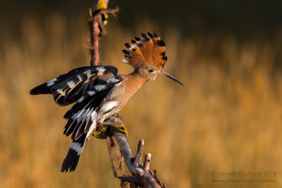 Hoopoe (Upupa epops)