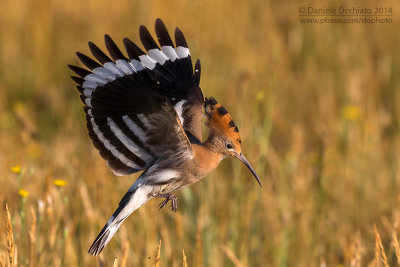 Hoopoe (Upupa epops)