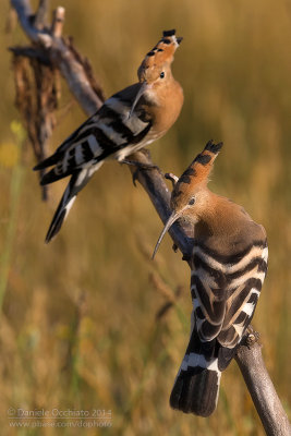 Hoopoe (Upupa epops)