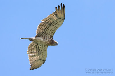 Short-toed Eagle (Circaetus gallicus)