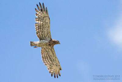 Short-toed Eagle (Circaetus gallicus)