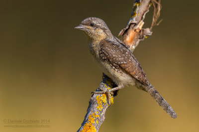 Eurasian Wryneck (Jynx torquilla)