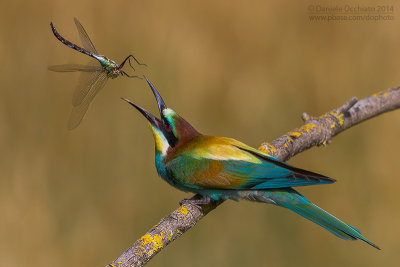 Bee-eater (Merops apiaster)