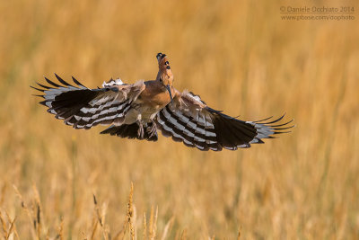 Hoopoe (Upupa epops)