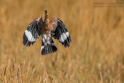 Hoopoe (Upupa epops)