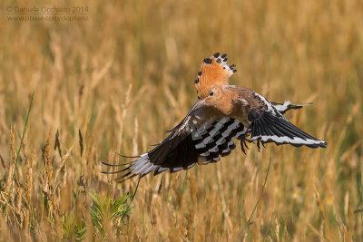 Hoopoe (Upupa epops)