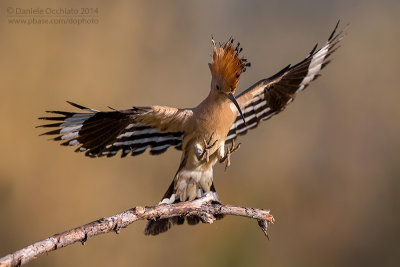 Hoopoe (Upupa epops)