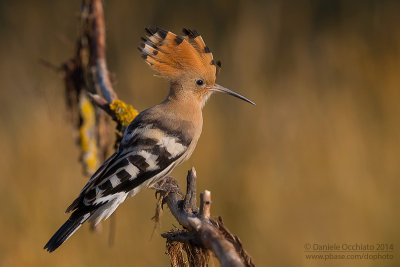 Hoopoe (Upupa epops)