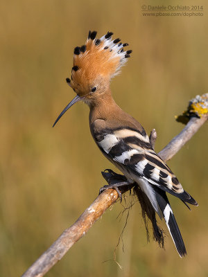 Hoopoe (Upupa epops)