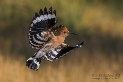 Hoopoe (Upupa epops)