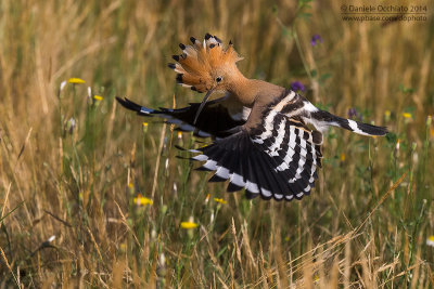 Hoopoe (Upupa epops)